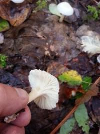 Hygrocybe virginea var. virginea image