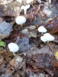 Hygrocybe virginea var. virginea image