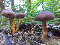 Gymnopilus aeruginosus image