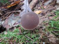 Agrocybe firma image