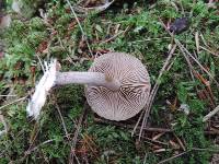 Agrocybe firma image