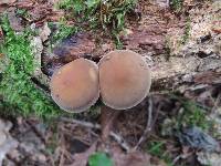 Agrocybe firma image