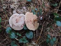 Clitocybe martiorum image