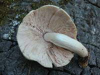 Pluteus petasatus image