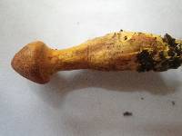 Cortinarius croceifolius image