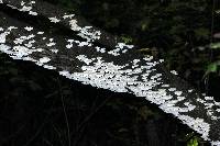 Trametes pubescens image