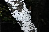 Trametes pubescens image