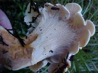 Cantharellus subalbidus image