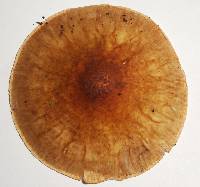 Echinoderma asperum image