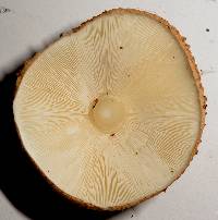 Echinoderma asperum image