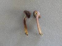 Gymnopilus aeruginosus image