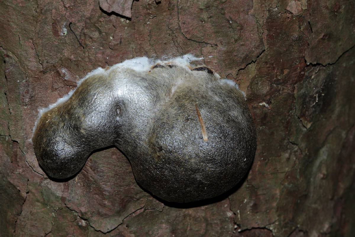 Reticularia lycoperdon image
