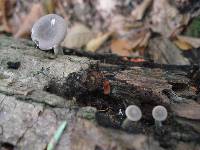 Pseudoclitocybe cyathiformis image