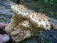 Pholiota squarrosa image