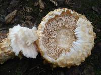 Pholiota squarrosa image