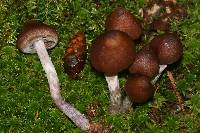 Cortinarius evernius image