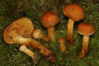 Cortinarius limonius image