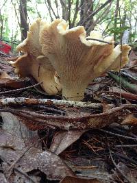 Cantharellus subalbidus image