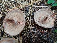 Clitocybe martiorum image