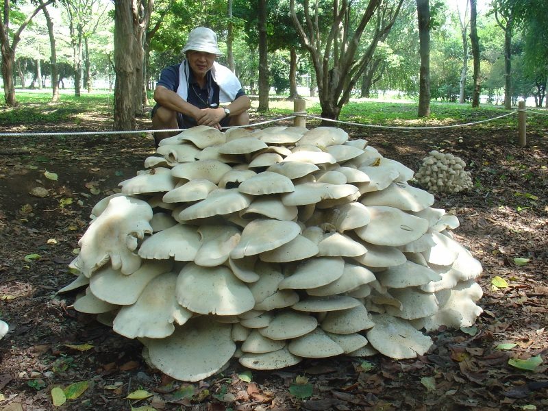 Macrocybe spectabilis image