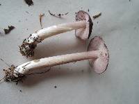 Entoloma violaceum image