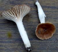 Hygrocybe colemanniana image