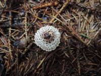 Lepiota felina image