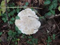 Clitocybe phyllophila image