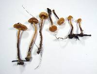 Galerina badipes image