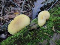 Tricholomopsis sulphureoides image