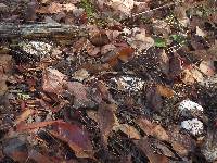 Russula cascadensis image