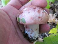 Hygrophorus russula image