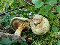 Paxillus involutus image