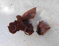 Gyromitra infula image