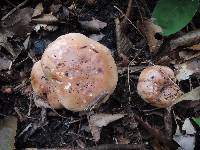 Tricholoma ustale image