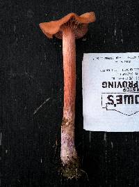 Laccaria bicolor image