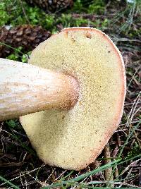 Boletus chippewaensis image