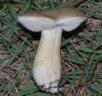 Tylopilus felleus image