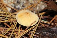 Cystoderma amianthinum image