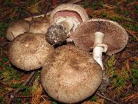 Agaricus moelleri image