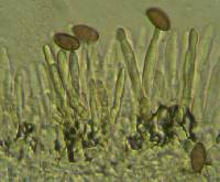 Leratiomyces squamosus var. squamosus image