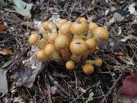 Pholiota alnicola image