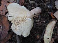 Lactarius mucidus image