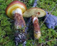 Suillus grevillei image