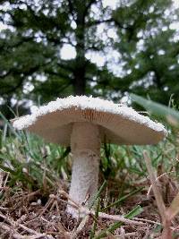 Amanita thiersii image