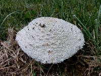 Amanita thiersii image