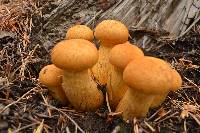 Gymnopilus ventricosus image