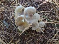 Ampulloclitocybe clavipes image