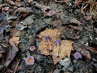 Laccaria amethystina image