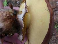 Suillus luteus image